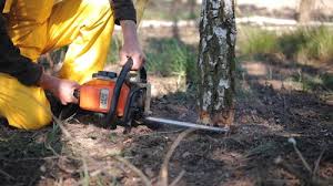 Best Tree Maintenance Programs  in Clinton, KY