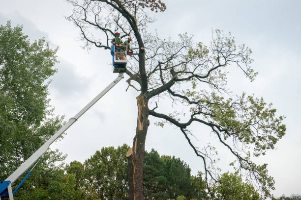 Best Tree and Shrub Care  in Clinton, KY