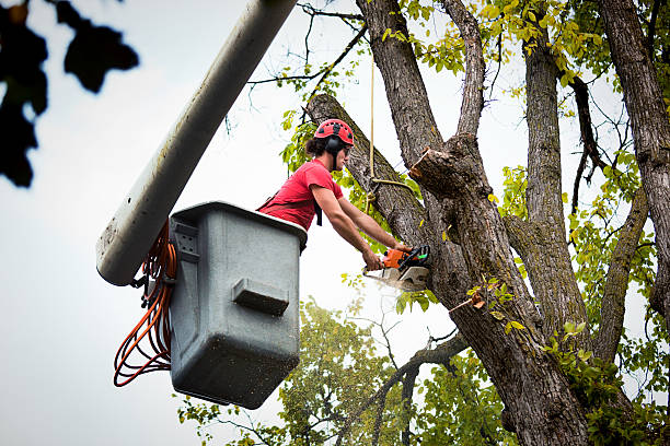 Why Choose Our Tree Removal Services in Clinton, KY?